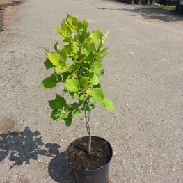 Боярышник обыкновенный Кратегус оксиаканта (Crataegus oxyacantha)
