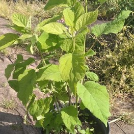 Боярышник обыкновенный Кратегус оксиаканта (Crataegus oxyacantha)