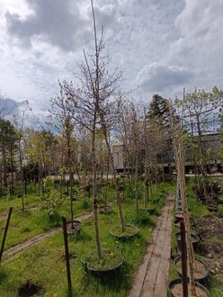 Боярышник обыкновенный Кратегус оксиаканта (Crataegus oxyacantha)