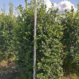 Боярышник сливолистный Кратегус прунифолия (Crataegus prunifolia) куст