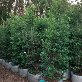 Боярышник сливолистный Кратегус прунифолия (Crataegus prunifolia) куст