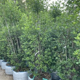 Боярышник сливолистный Кратегус прунифолия (Crataegus prunifolia) куст