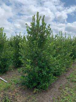 Боярышник сливолистный Кратегус прунифолия (Crataegus prunifolia) куст