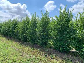 Боярышник сливолистный Кратегус прунифолия (Crataegus prunifolia) куст