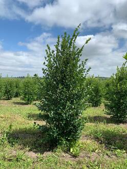 Боярышник сливолистный Кратегус прунифолия (Crataegus prunifolia) куст