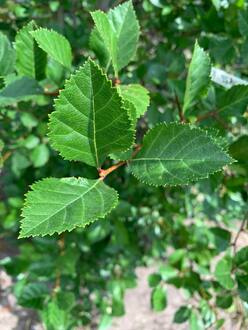 Боярышник сливолистный Кратегус прунифолия (Crataegus prunifolia) куст