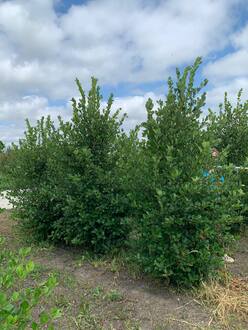 Боярышник сливолистный (Crataegus prunifolia) куст