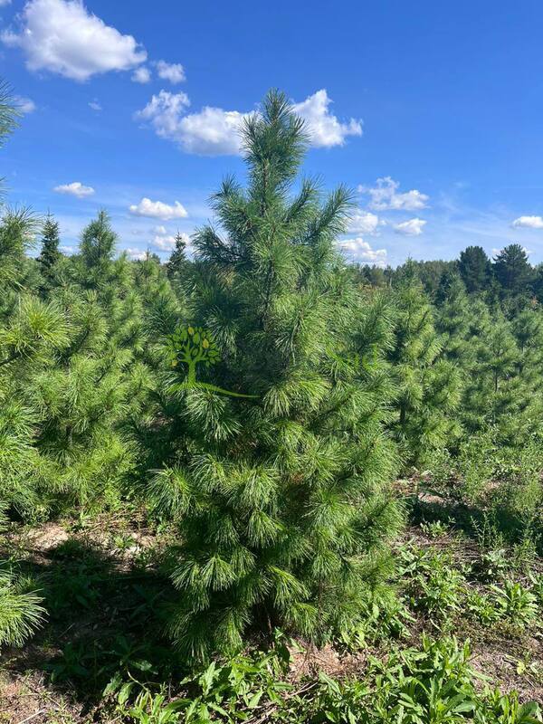 Кедр сибирский Пинус сибирика (Pinus sibirica)