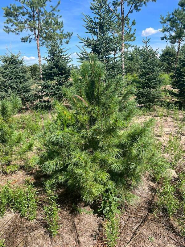 Кедр сибирский Пинус сибирика (Pinus sibirica)