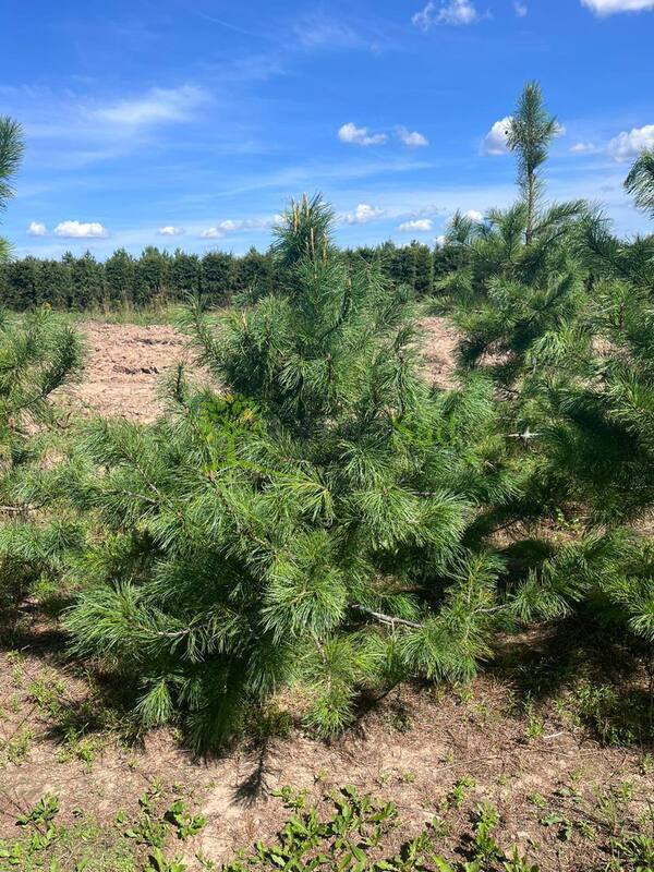 Кедр сибирский Пинус сибирика (Pinus sibirica)