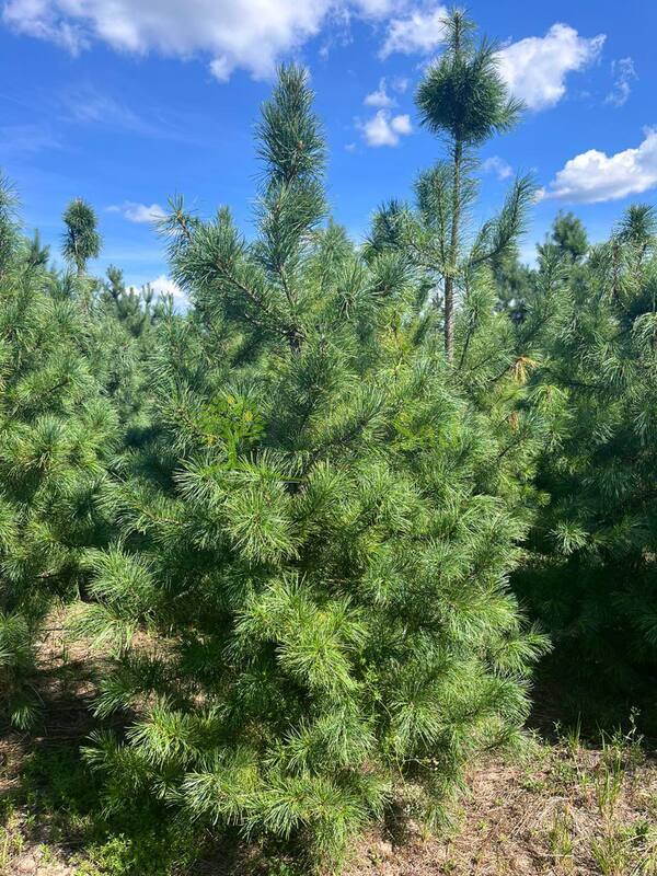 Кедр сибирский Пинус сибирика (Pinus sibirica)