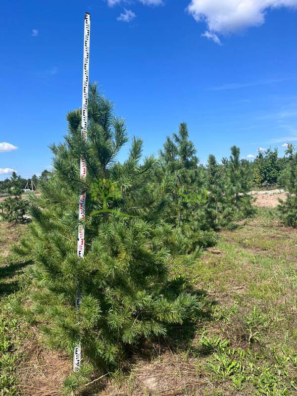 Кедр сибирский Пинус сибирика (Pinus sibirica)