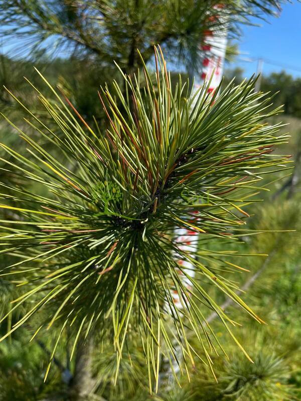 Кедр сибирский Пинус сибирика (Pinus sibirica)