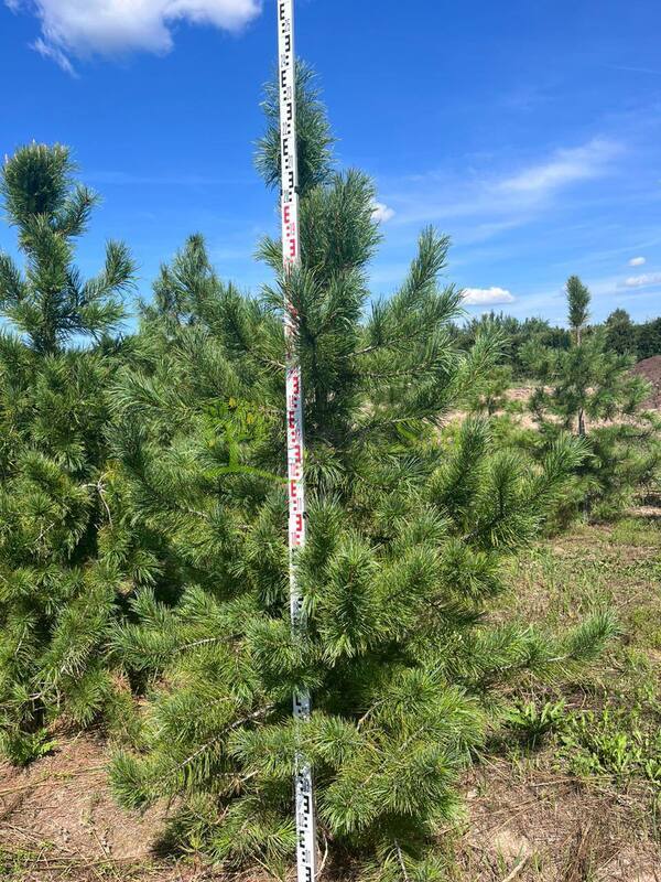 Кедр сибирский Пинус сибирика (Pinus sibirica)