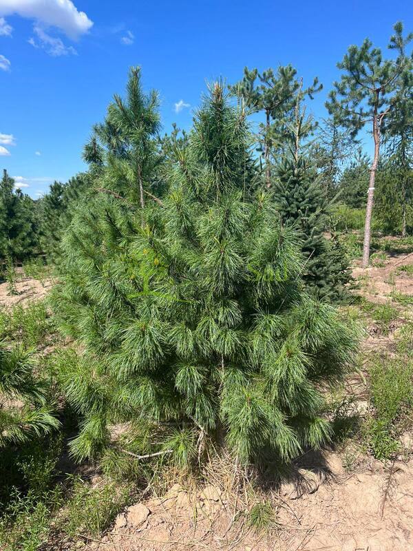 Кедр сибирский Пинус сибирика (Pinus sibirica)
