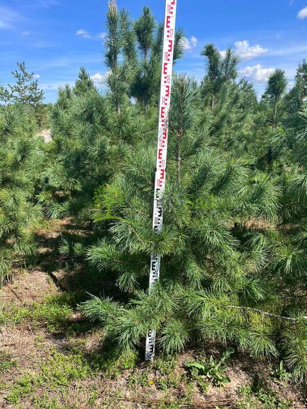 Кедр сибирский Пинус сибирика (Pinus sibirica)