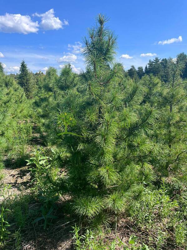 Кедр сибирский Пинус сибирика (Pinus sibirica)