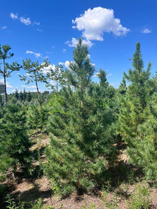 Кедр сибирский Пинус сибирика (Pinus sibirica)