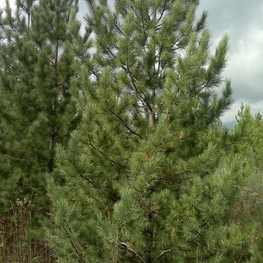 Кедр сибирский "Pinus sibirica"