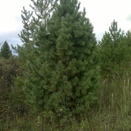 Кедр сибирский "Pinus sibirica"