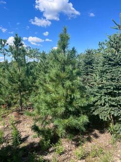 Кедр сибирский Пинус сибирика (Pinus sibirica)