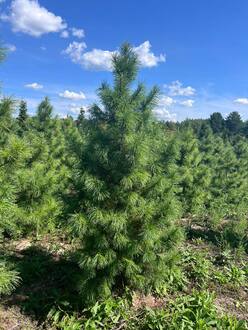 Кедр сибирский Пинус сибирика (Pinus sibirica)