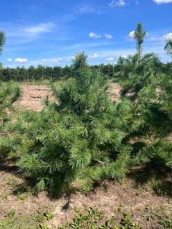 Кедр сибирский Пинус сибирика (Pinus sibirica)