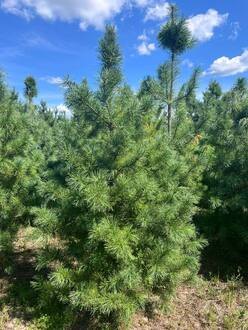 Кедр сибирский Пинус сибирика (Pinus sibirica)