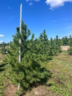 Кедр сибирский Пинус сибирика (Pinus sibirica)