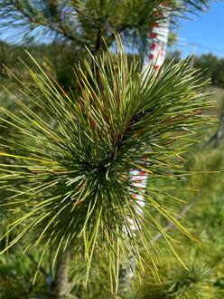 Кедр сибирский Пинус сибирика (Pinus sibirica)