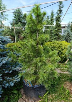 Кедр сибирский Пинус сибирика (Pinus sibirica)