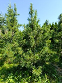Кедр сибирский Пинус сибирика (Pinus sibirica)