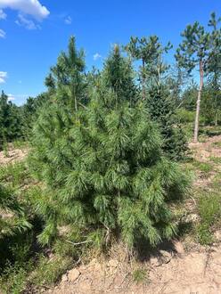 Кедр сибирский Пинус сибирика (Pinus sibirica)