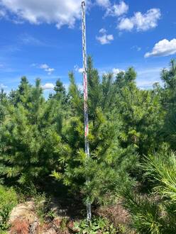 Кедр сибирский Пинус сибирика (Pinus sibirica)