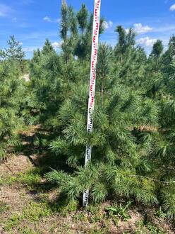 Кедр сибирский Пинус сибирика (Pinus sibirica)