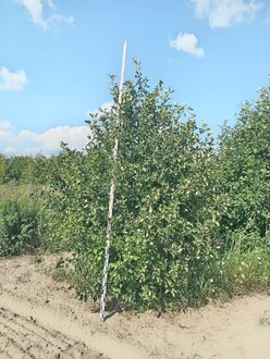 Боярышник "Арнольда"