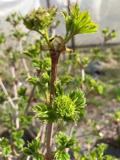 Калина обыкновенная Бульденеж