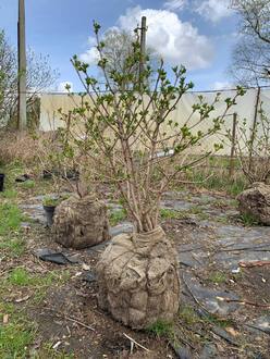 Калина обыкновенная Бульденеж