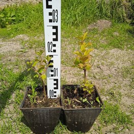 Калина обыкновенная Бульденеж