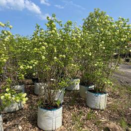 Калина обыкновенная Бульденеж