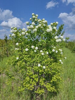 Калина обыкновенная Бульденеж