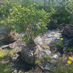 Калина обыкновенная Бульденеж