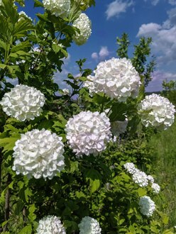 Калина обыкновенная Бульденеж
