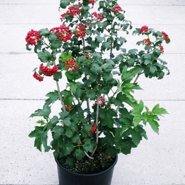 Калина обыкновенная Компактум (Compactum)