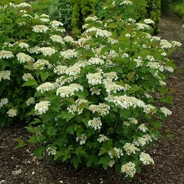 Калина обыкновенная Компактум (Compactum)