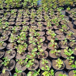 Калина обыкновенная Компактум (Compactum)