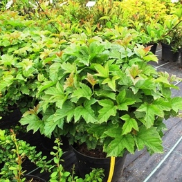 Калина обыкновенная Нанум (Nanum)