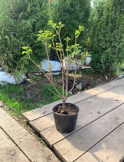 Калина обыкновенная Вибурнум опулус (Viburnum opulus)