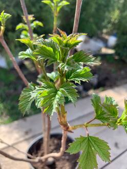 Калина обыкновенная Вибурнум опулус (Viburnum opulus)