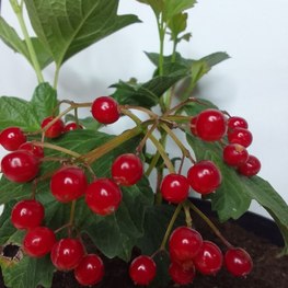 Калина обыкновенная Вибурнум опулус (Viburnum opulus)